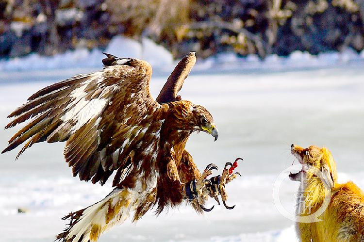 引人入胜的对决，一触即发的紧张氛围的简单介绍